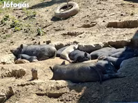 Babi hutan, Вьетнамская вислобрюхая — foto 7