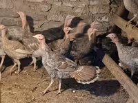 Turkeys — 照片 3