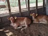 گاو ماده, Simmental cattle — عکس 3
