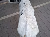 Ko, Russian Black pied cattle — foto 2
