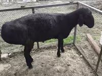 Kambing jantan, Sheep — foto 3
