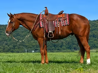 ม้าตัวผู้, Quarter Horse — รูปภาพ 8
