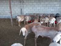 Kondoo jike, Arashan sheep — picha 2