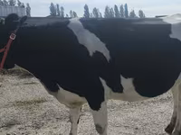 گاو ماده, Russian Black pied cattle — عکس 6