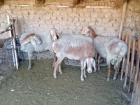 Schaf, Arashan sheep — Foto 7