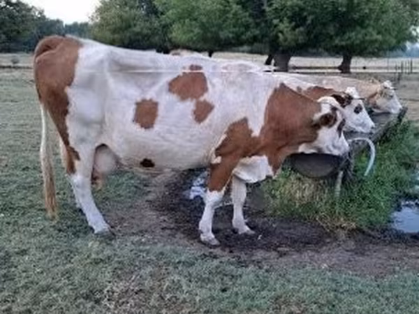 Cow, Simmental cattle — Hungary