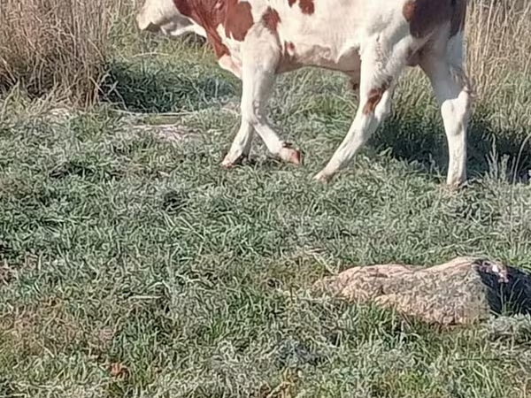 Býk, Simmental cattle