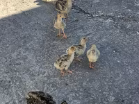 Turkeys — عکس 2