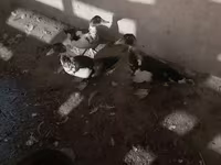 Domestic Muscovy — φωτογραφία 2