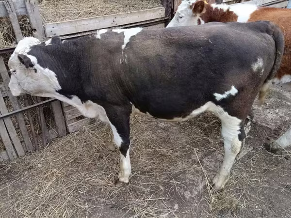 Lembu jantan, Simmental cattle