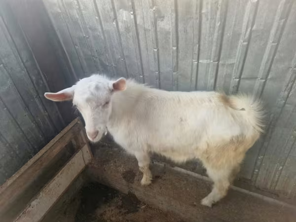 ፍየል, Saanen goat