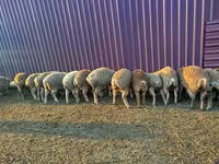 양(암수 미지정, 묶음), 양 — 사진 7