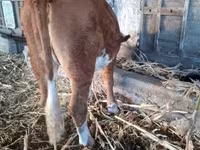 Kuh, Simmental cattle — Foto 1