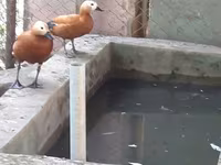 Ducks — 8 зураг