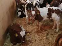 Rundvee (partij, geslacht niet gespecificeerd), Simmental cattle — foto 4