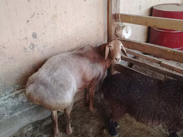 Beran, Arashan sheep