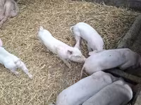 Locha, Świnie — zdjęcie 4