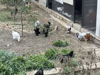 Chickens — foto 2