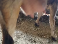 Vacă, Rasa Alatau — foto 4