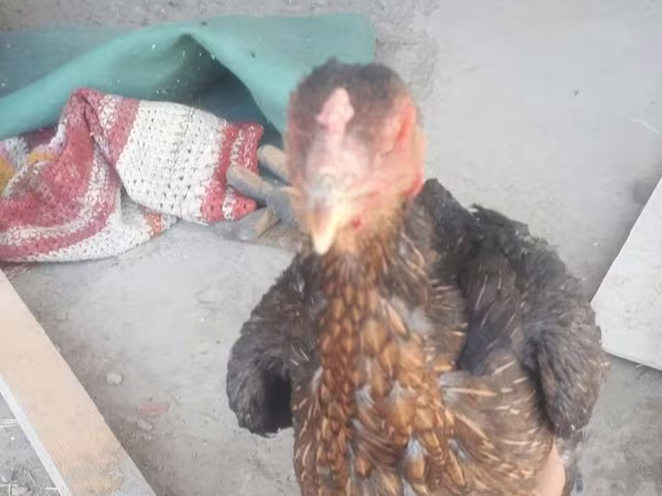 براهما