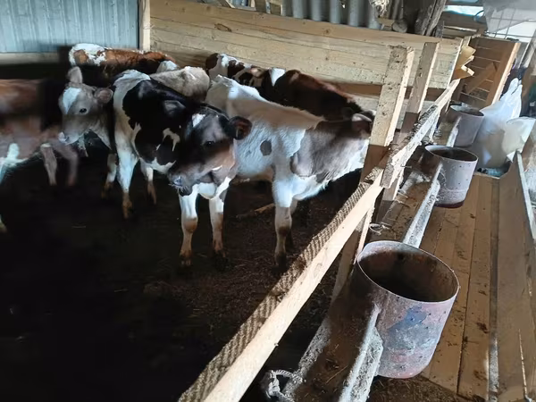 Vache, Bovins
