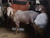 Vædder, Rhon sheep — foto 3