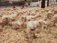 Ross 308 — photo 2