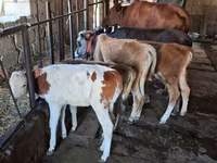 雄牛, Simmental cattle — 写真 2