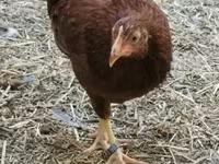 Chickens — foto 3