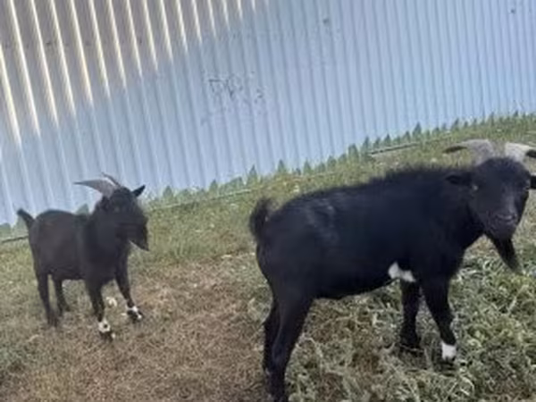Kambing jantan, Nigerian dwarf goats