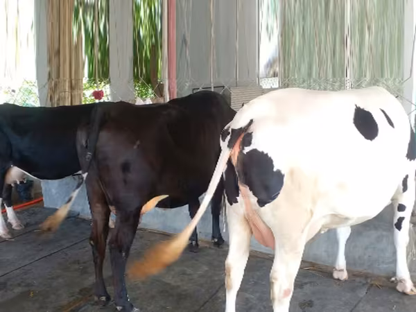 Lembu betina, Buffalo