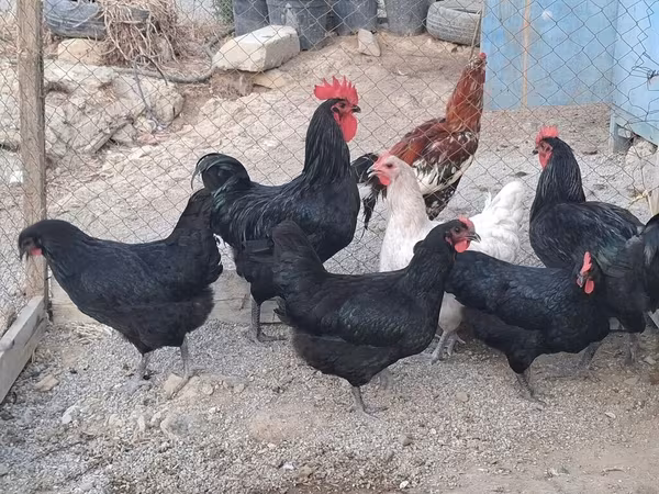 Australorp