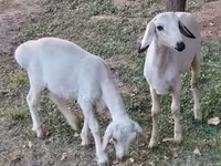 قوچ, گوسفند — عکس 7