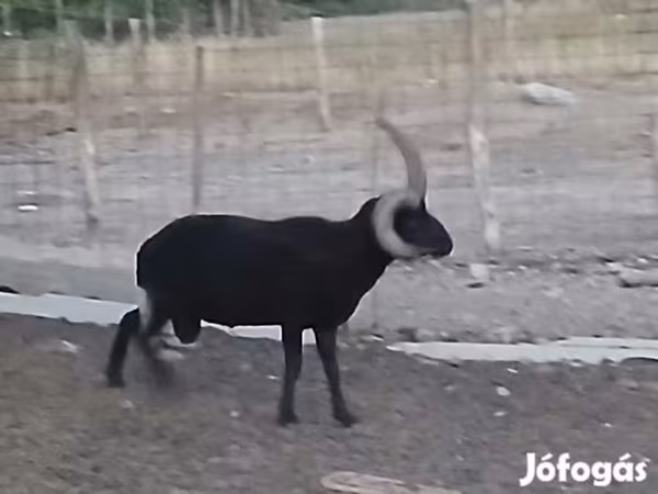 Vædder, Shetland sheep