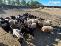 Хуц, Racka sheep — 3 зураг