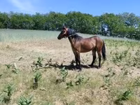 Kuda betina, Horses — foto 3