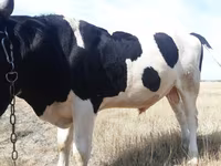 วัวตัวผู้, Russian Black pied cattle — รูปภาพ 3