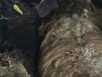 Sheep (batch, sex not specified), Sheep — photo 2