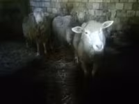 Biri-biri (lot, jantina tidak dinyatakan), Sheep — foto 1