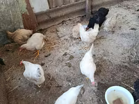 Chickens — foto 4