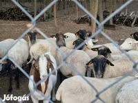 Pecora, Tsigai sheep — foto 3