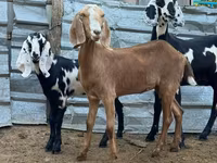 ছাগী, Nubian Goat — ছবি 1