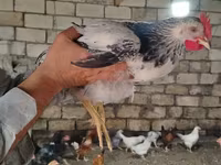 Chickens — 3-rasm