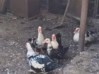 Ducks — foto 1