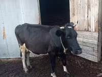 Krava, Russian Black pied cattle — foto 1