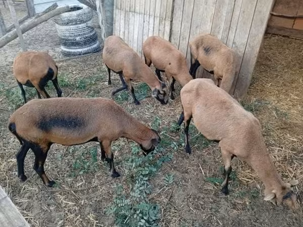 میش, Cameroon sheep