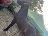 Horse (M), Horses — photo 1