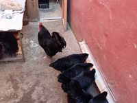 Australorp — zdjęcie 1