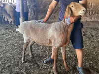 母羊, Arashan sheep — 照片 2