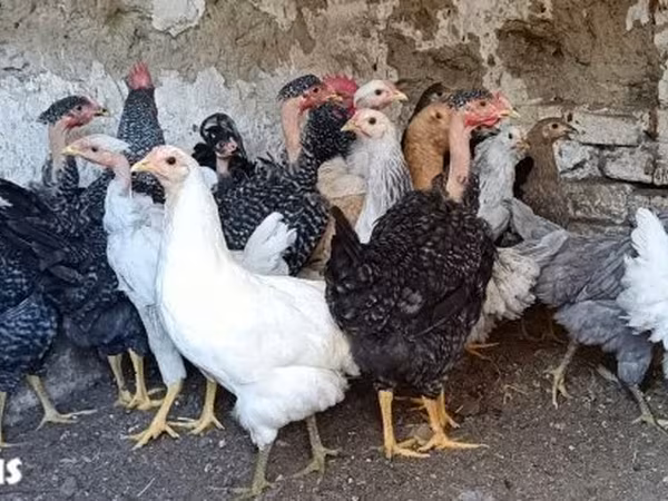 Chickens